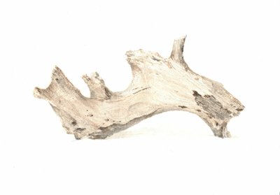Driftwood by Lincoln Seligman
